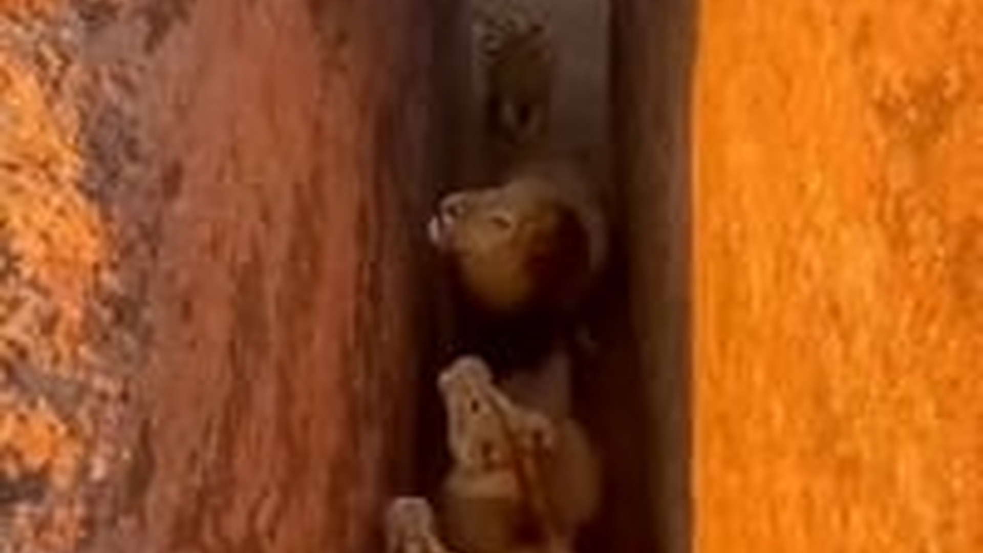 T0104003_Warthog Somehow Climbed Up There No One Knows How. #wildlife #warthog #animals #nature #wildanimals Lucky Animals