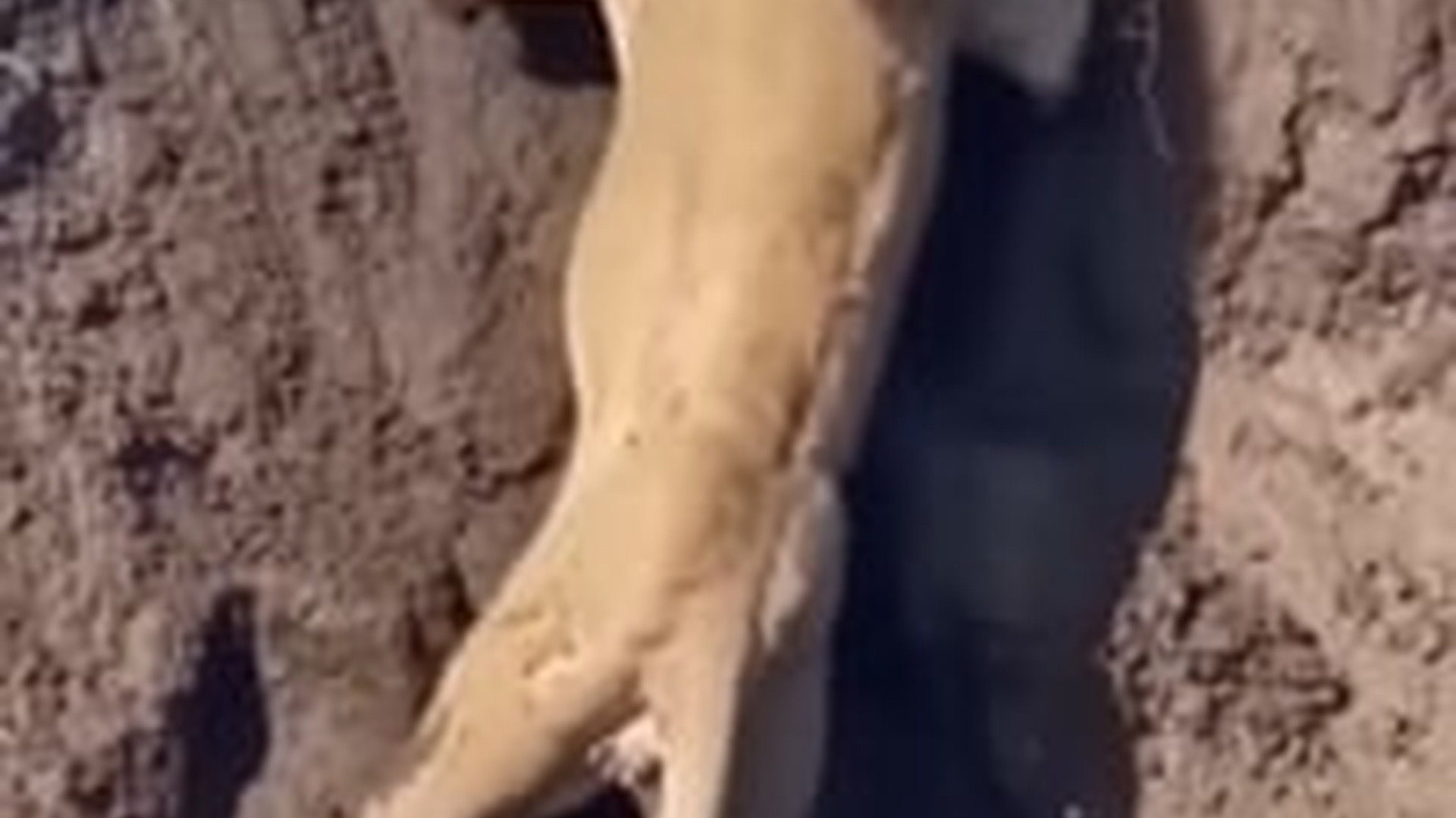 T0104004_Lion May Be King on Land But Not in Swamp #wildlife #nature #lion #crocodile #animalworld #naturelovers #wildlifeplanet