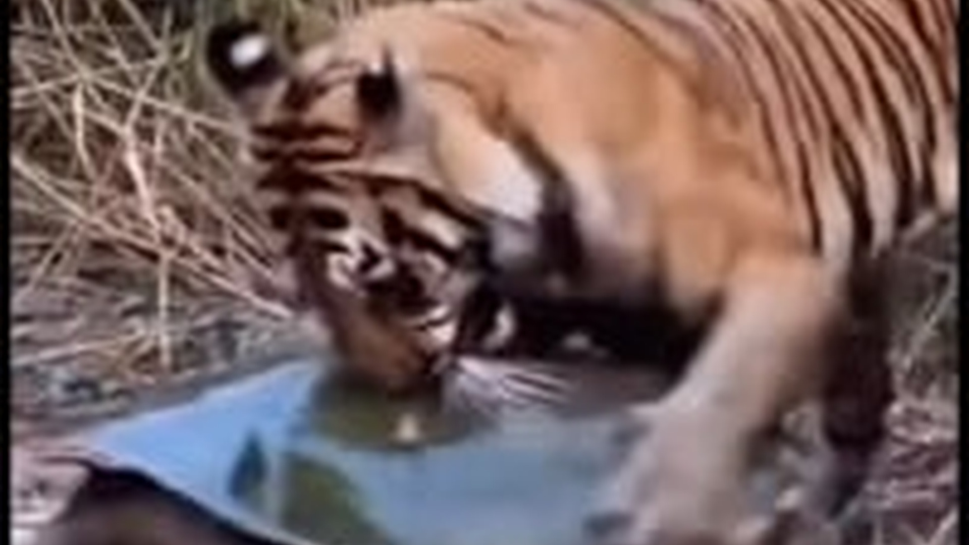 T0104005_Tortoise vs Tiger Who Wins Fight #TigerVsTortoise #WildlifeFight #NatureBattle #AnimalFacts AB Fishing