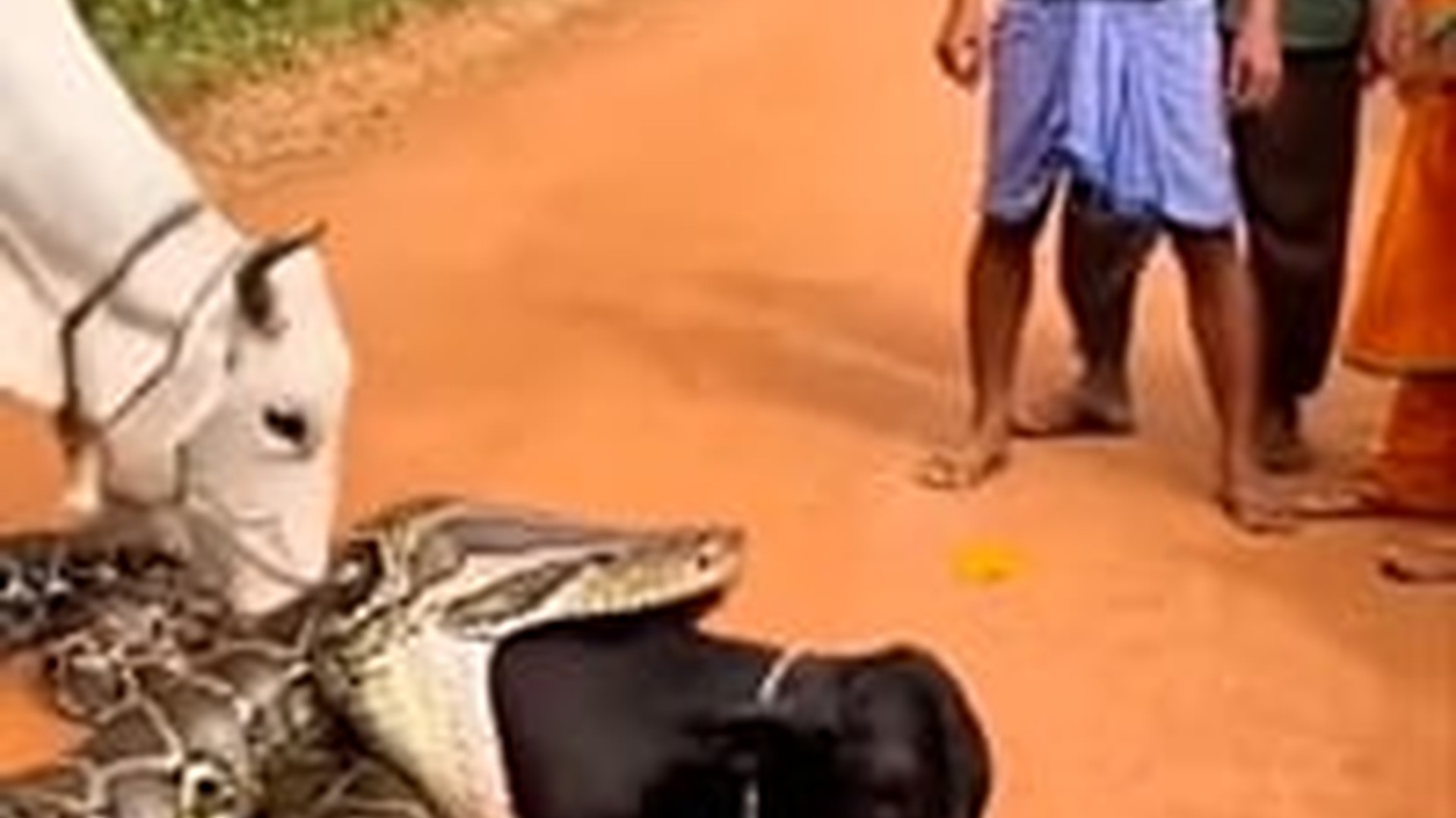 T0104012_গরুটার বাছুর টাকে বাঁচালো লোক টা_18659