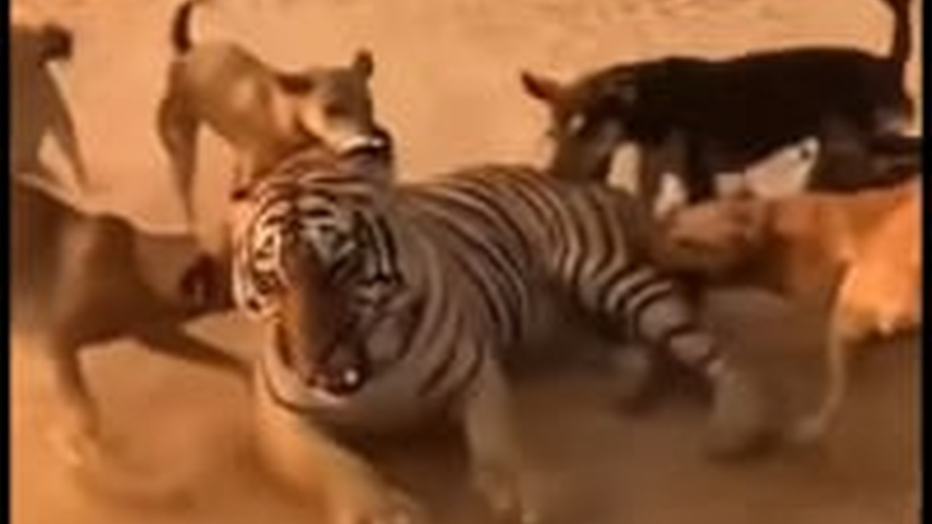 T0104017_ঘট চত রব