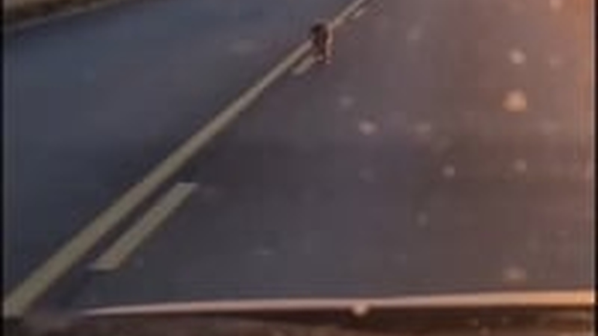 T0104019_He wanted to stay me instead #wholesome #animals #cat