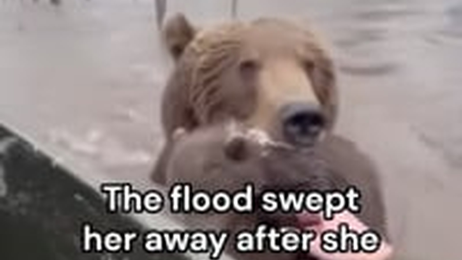 T0104020_YOU WOULDN BELIEVE #wholesome #animals