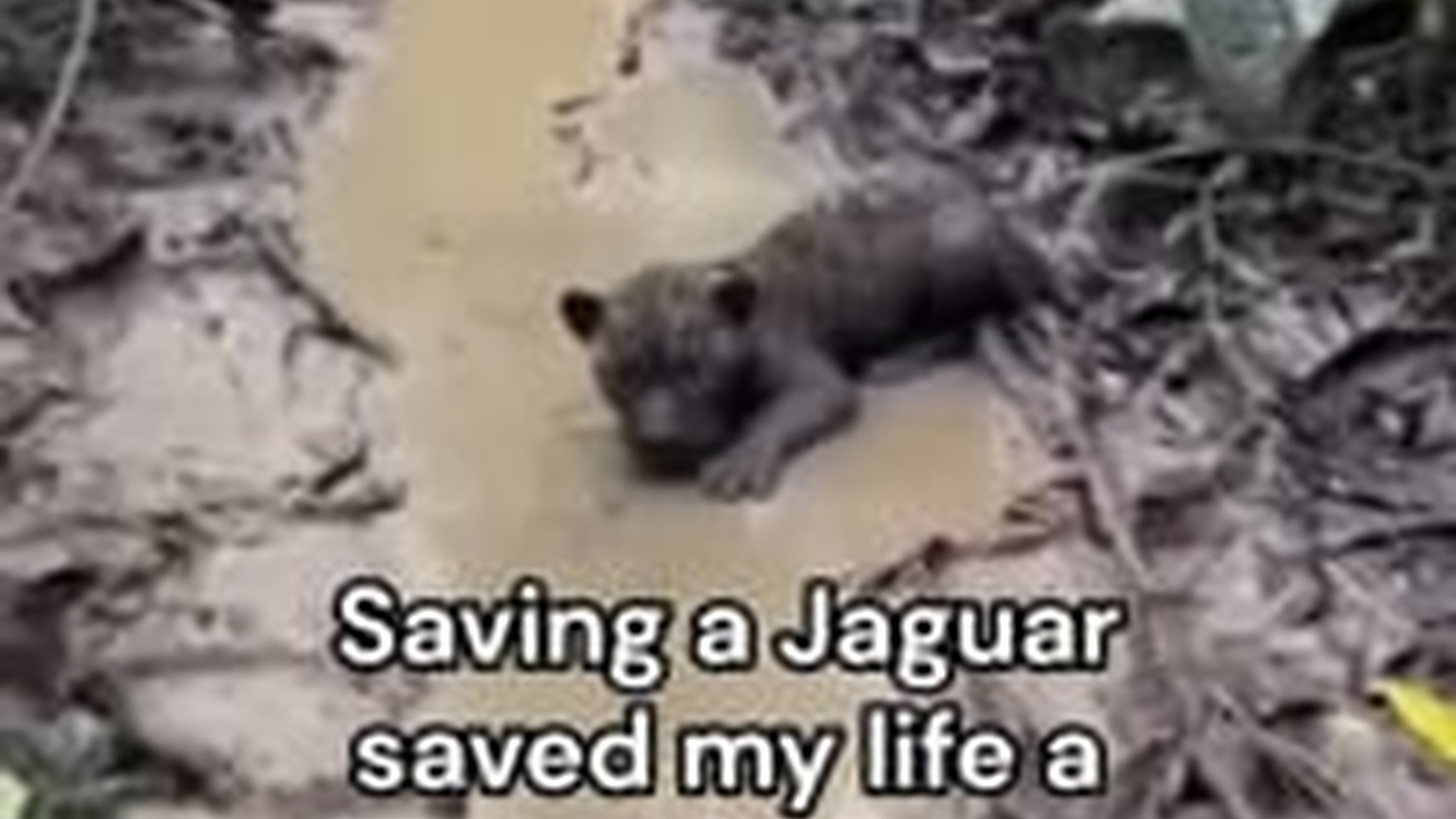 T0104022_Wait it #wholesome #animals (1)