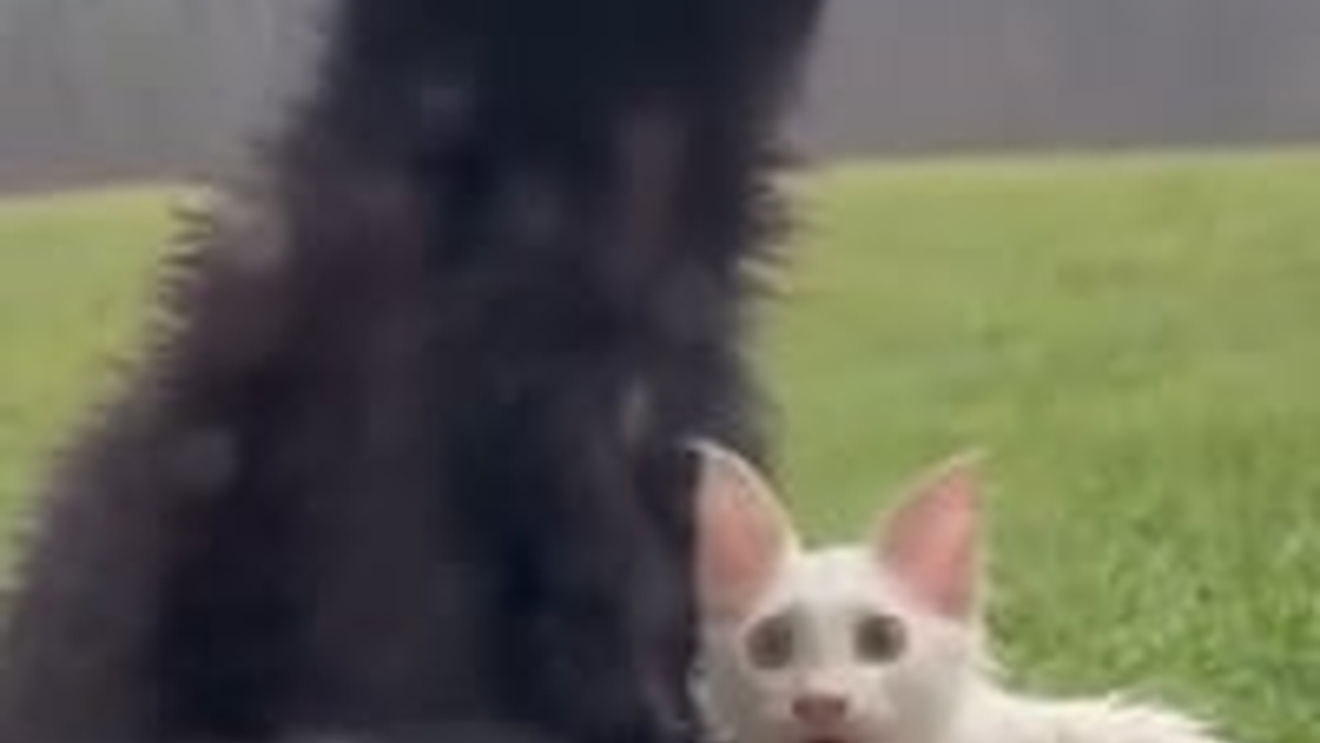 T0104024_bear cub stray cat #wholesome #animals