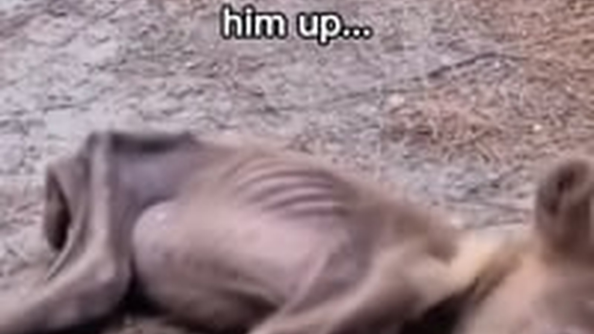 T0104027_He now home #wholesome #animals