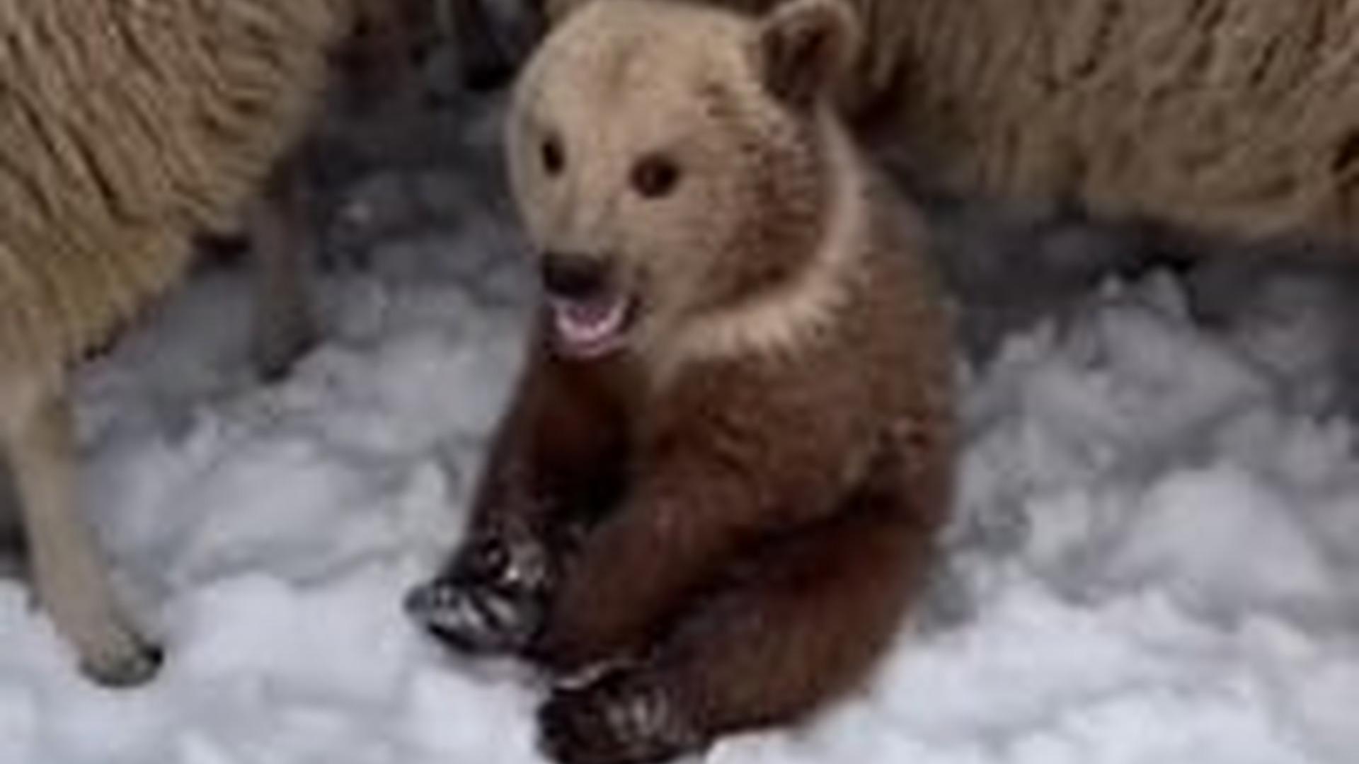 T0104029_beautiful bear story! #wholesome #animals