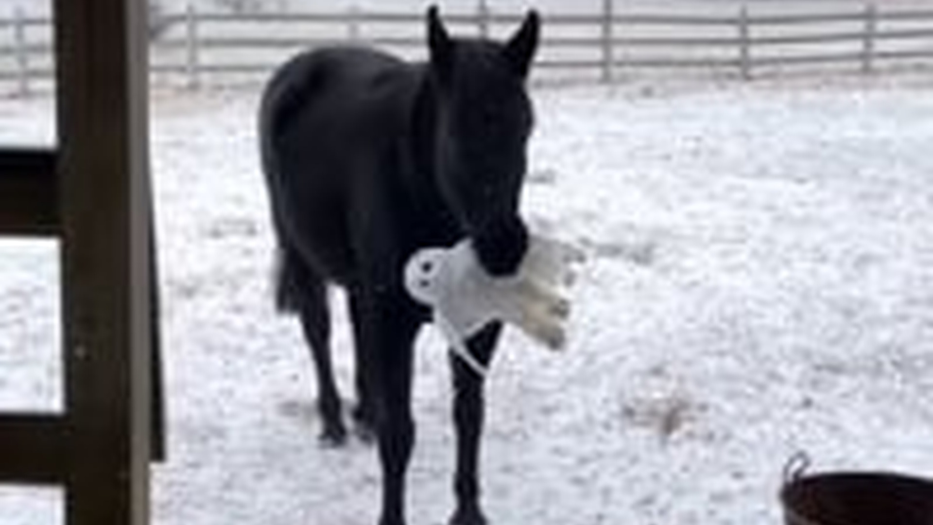 T0104030_Horses are so smart! #wholesome #animals