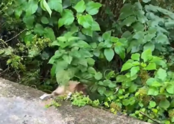 T0603040,Another poor dog abandoned and forgotten… but every life deserves a second chance. #DogRescue #SaveAnimals #Hope