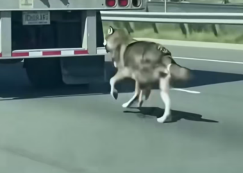 T0203035 Reuniting stolen wolf cub its mother #rescue #wolf #heartwarming