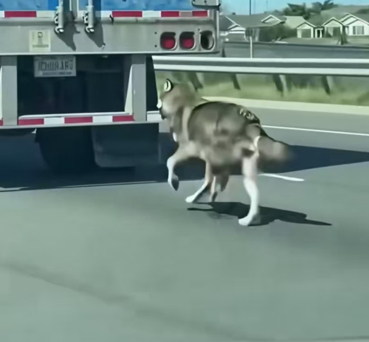 T0203035 Reuniting stolen wolf cub its mother #rescue #wolf #heartwarming