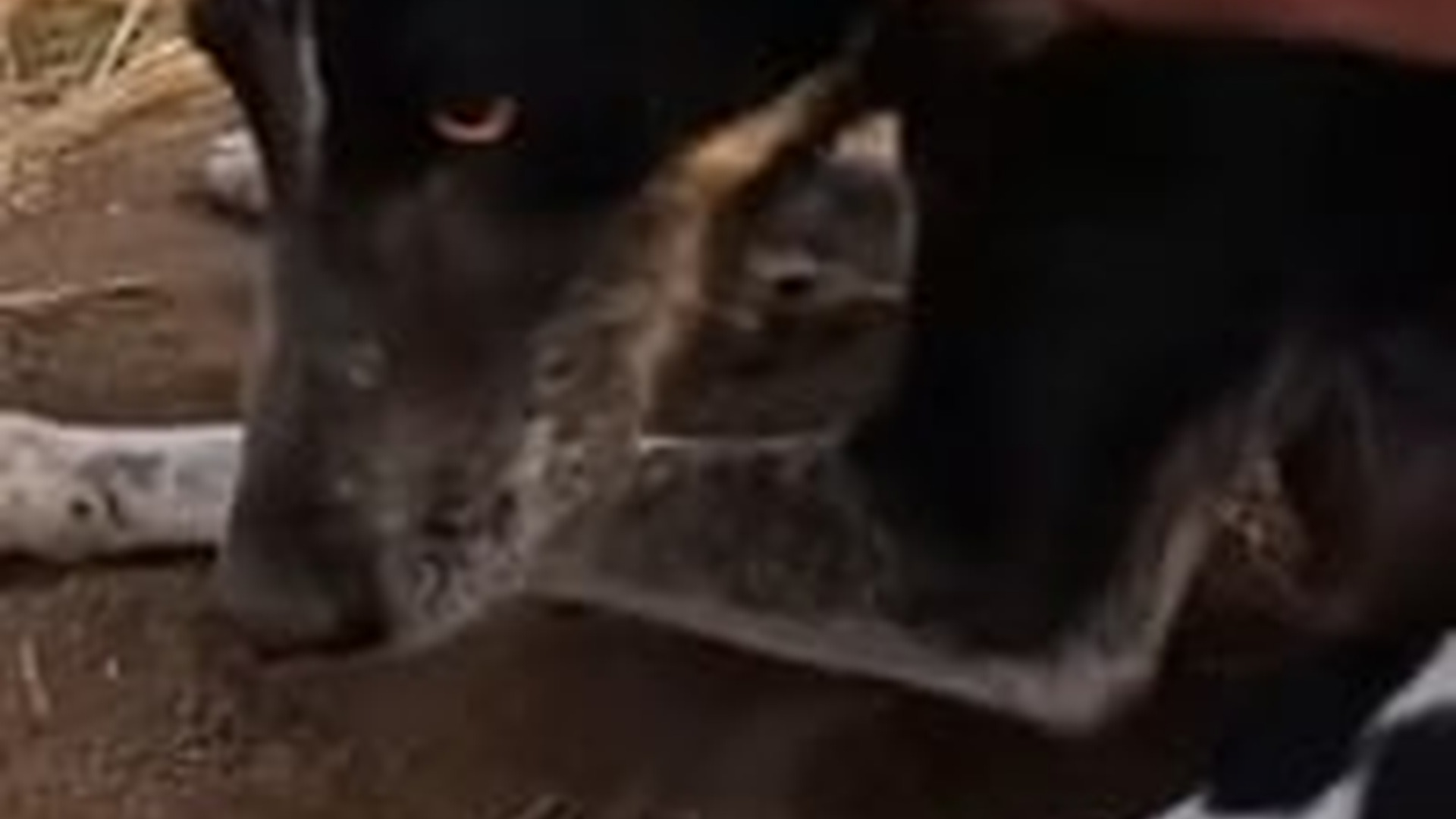 T0704004_Rescue Dog #rescue #animaloftiktok #hearttouching #rescueanimals #cat...