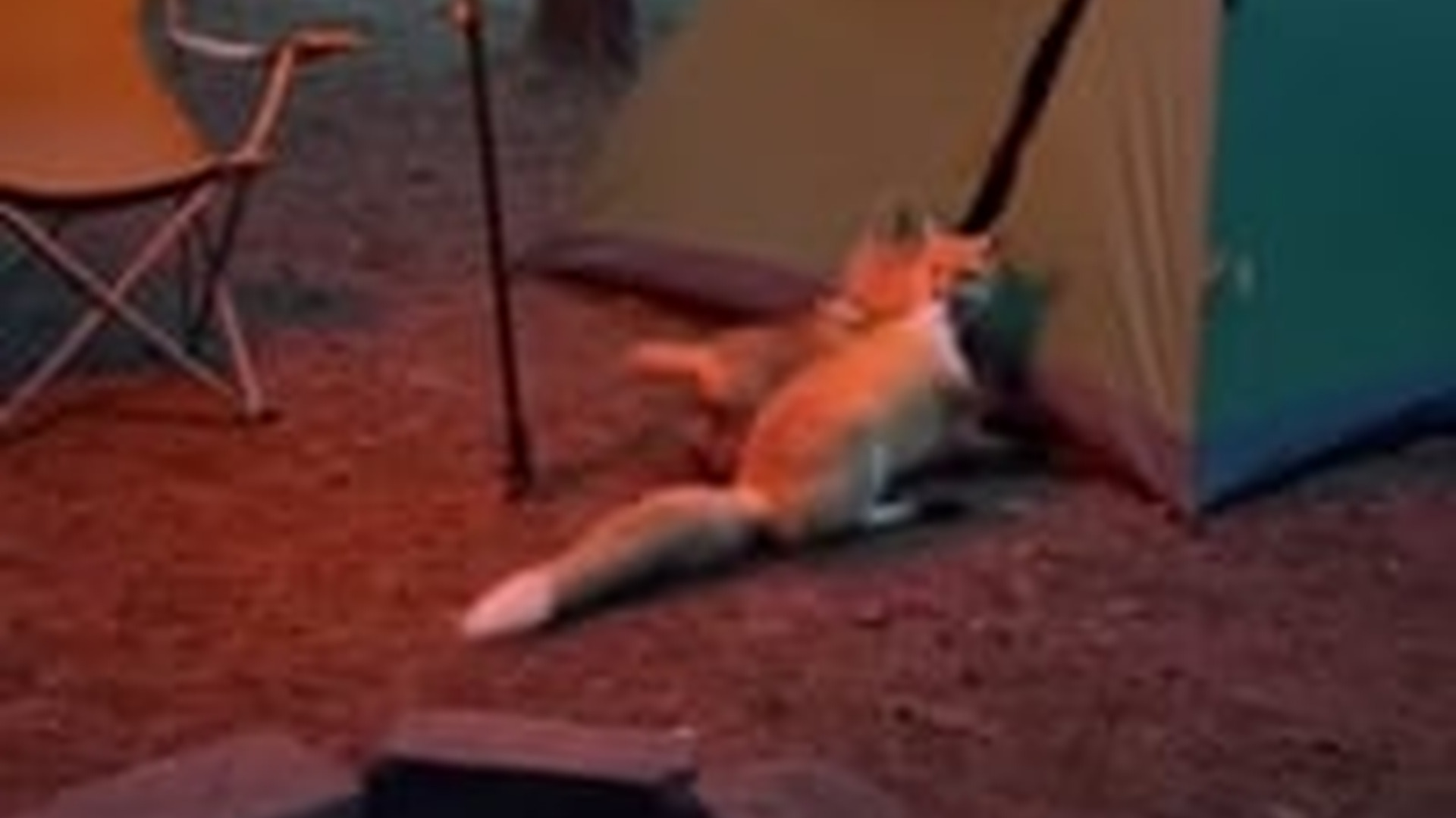 T0704006_Two fox kits ran up to me, draggung their mother behind them #animalr...