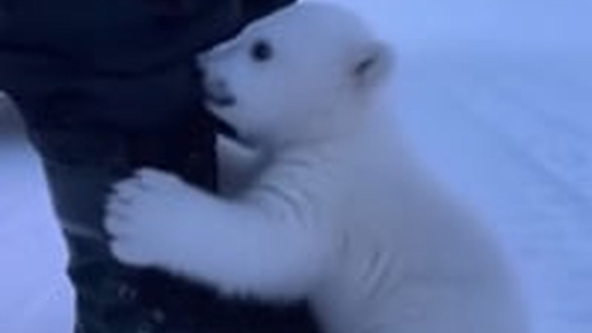 T0704008_tiny polar bear cub wrapped himself around my leg #polarbear #anima...