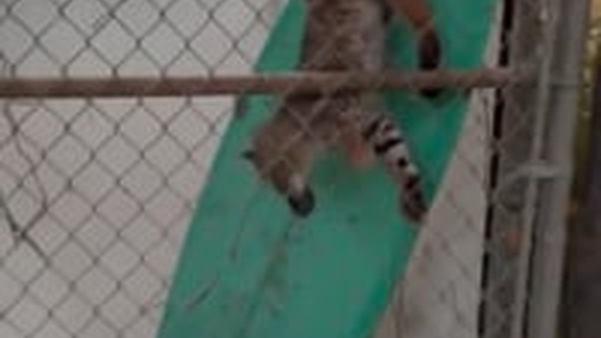 T0704030_Baby bobcat followed man home after rescuing #animals #rescueanim...