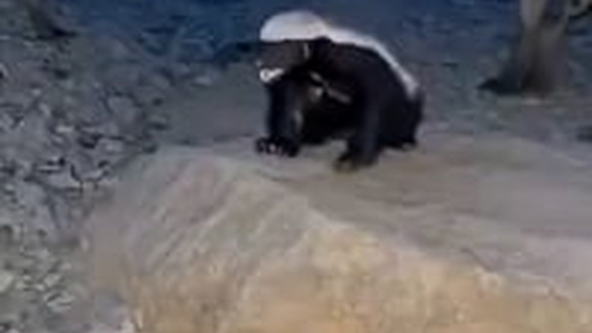 T0704031_Honey Badger wild fearless unstoppable. small beast with...