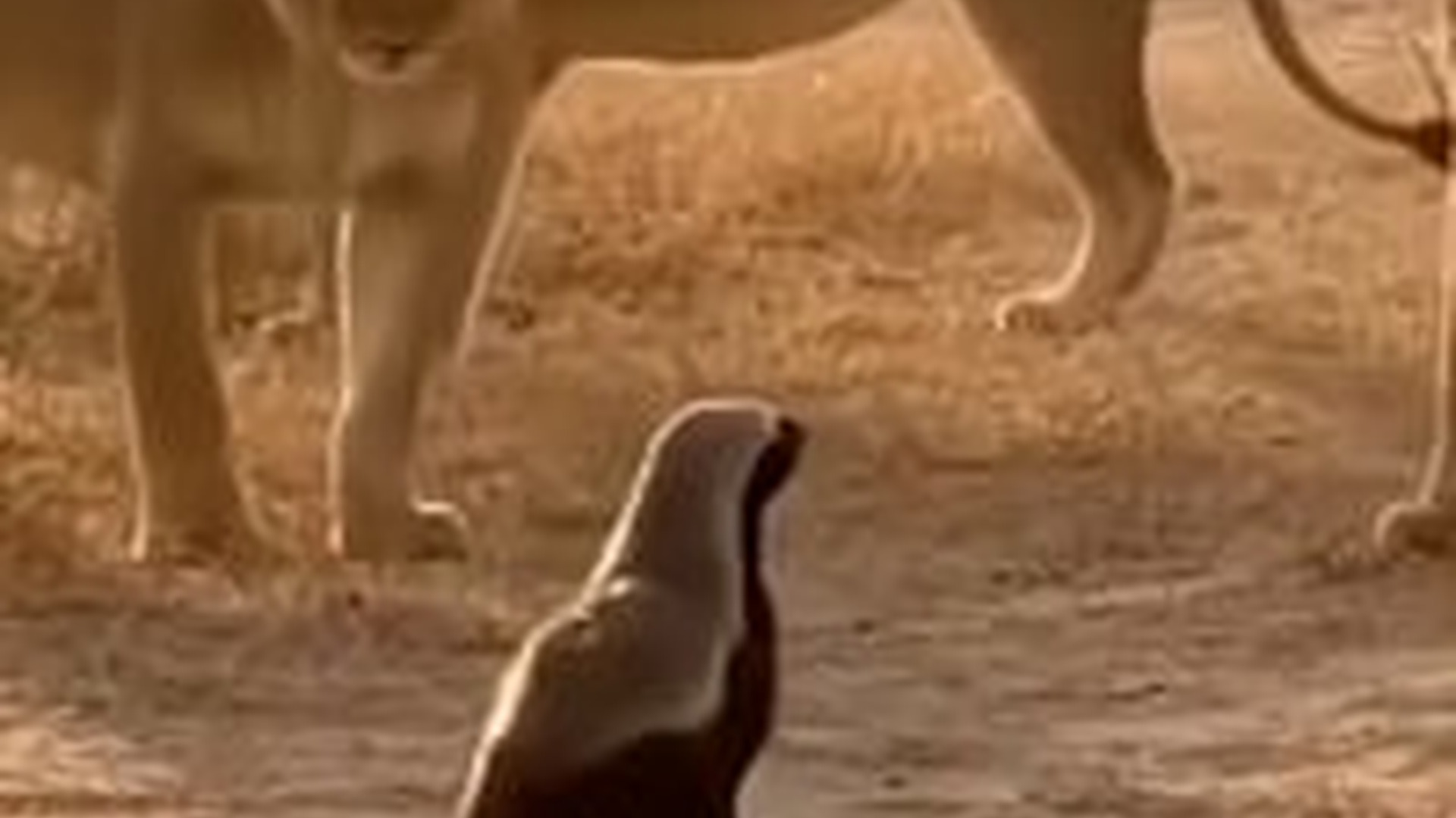 T0704032_Honey Badger wild fearless unstoppable. small beast with... (1)