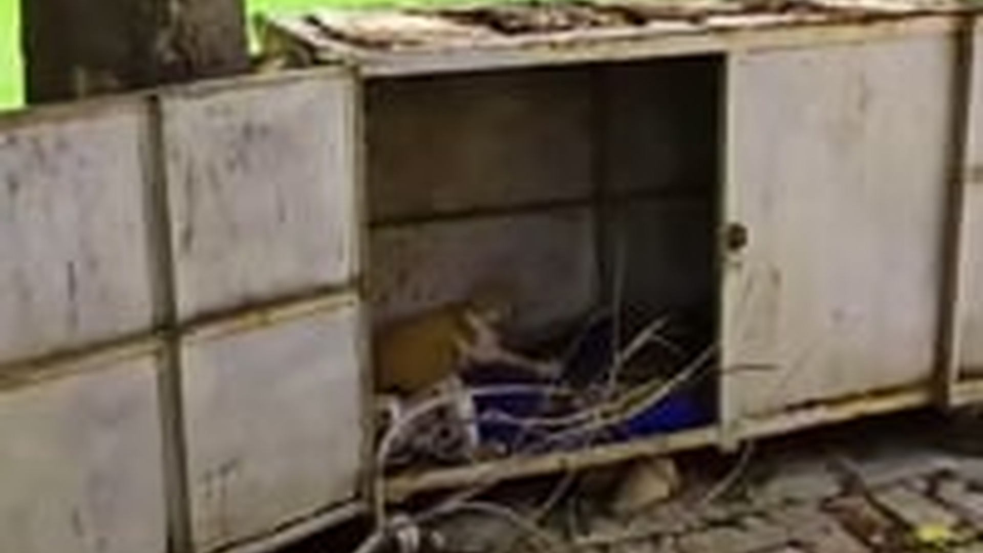 T0704034_Rescue family of cats #animal #animalsoftiktok #rescueanimals #resc...