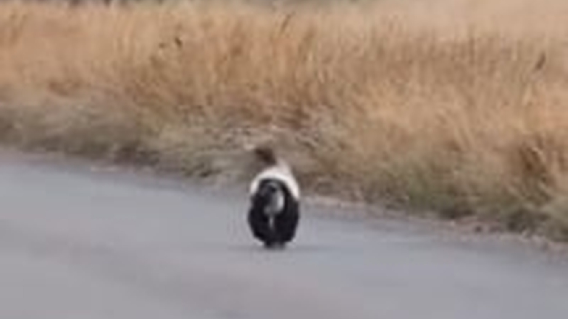 T0704040_honey badger wild fearless unstoppable small beast pu...