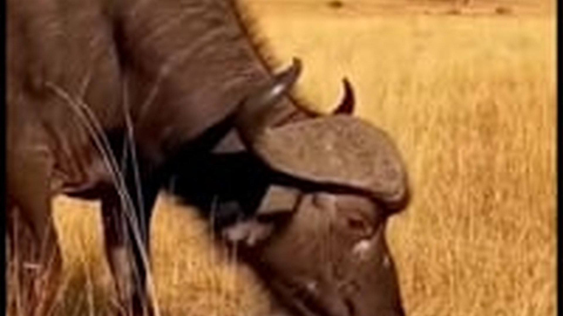 T1104002_In African grasslands, buffalo protects its newborn calf by charging at an approaching male lion, forcing it to retreat