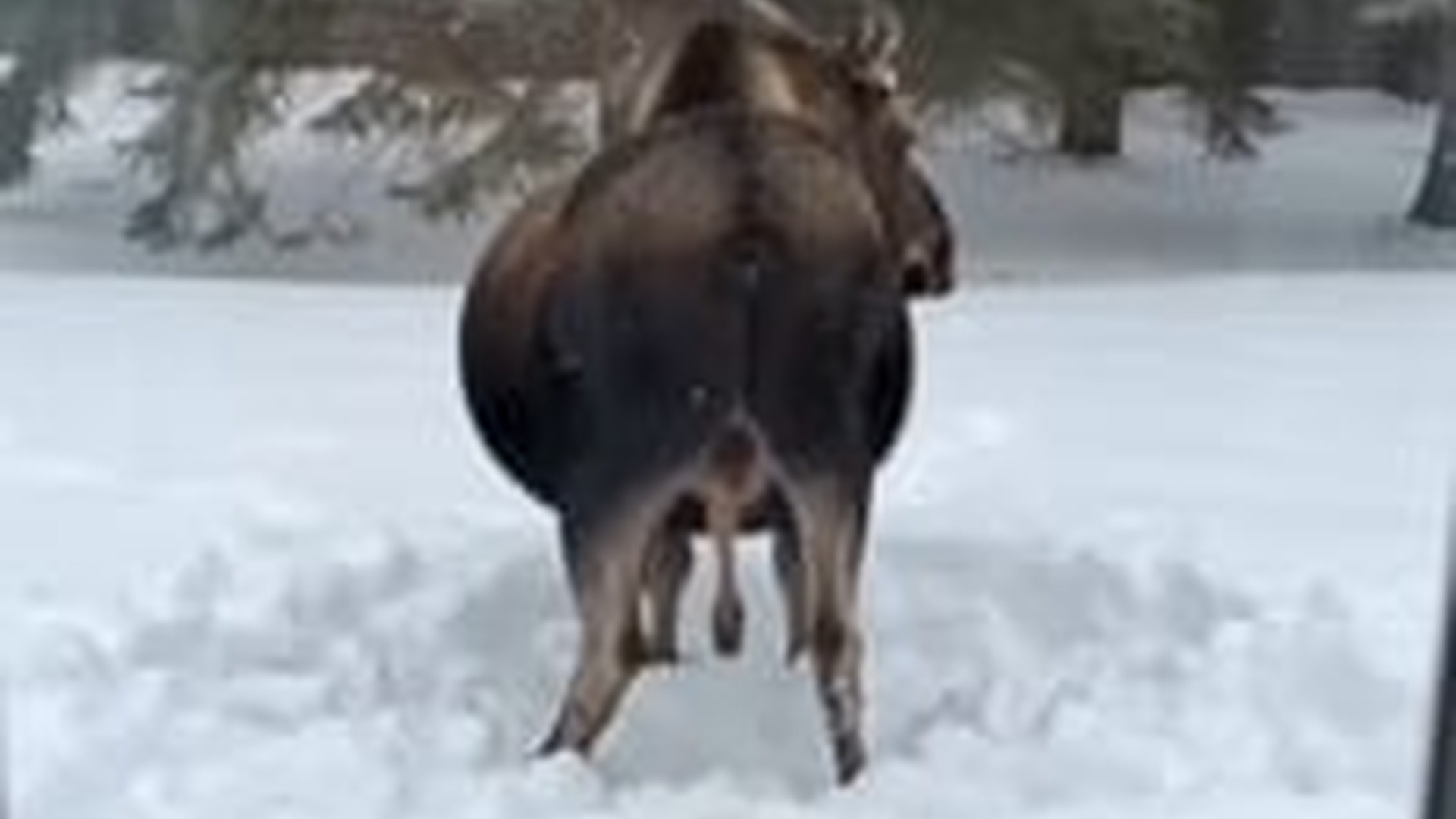 T1104017_He Saved Freezing Baby Moose Abandoned In His Yard #love #rescue