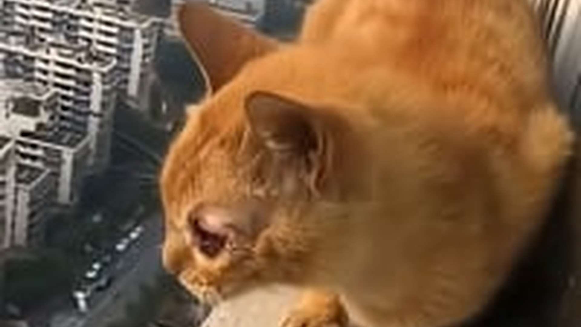 T1104022_rescued stray cat my window ledge #animals