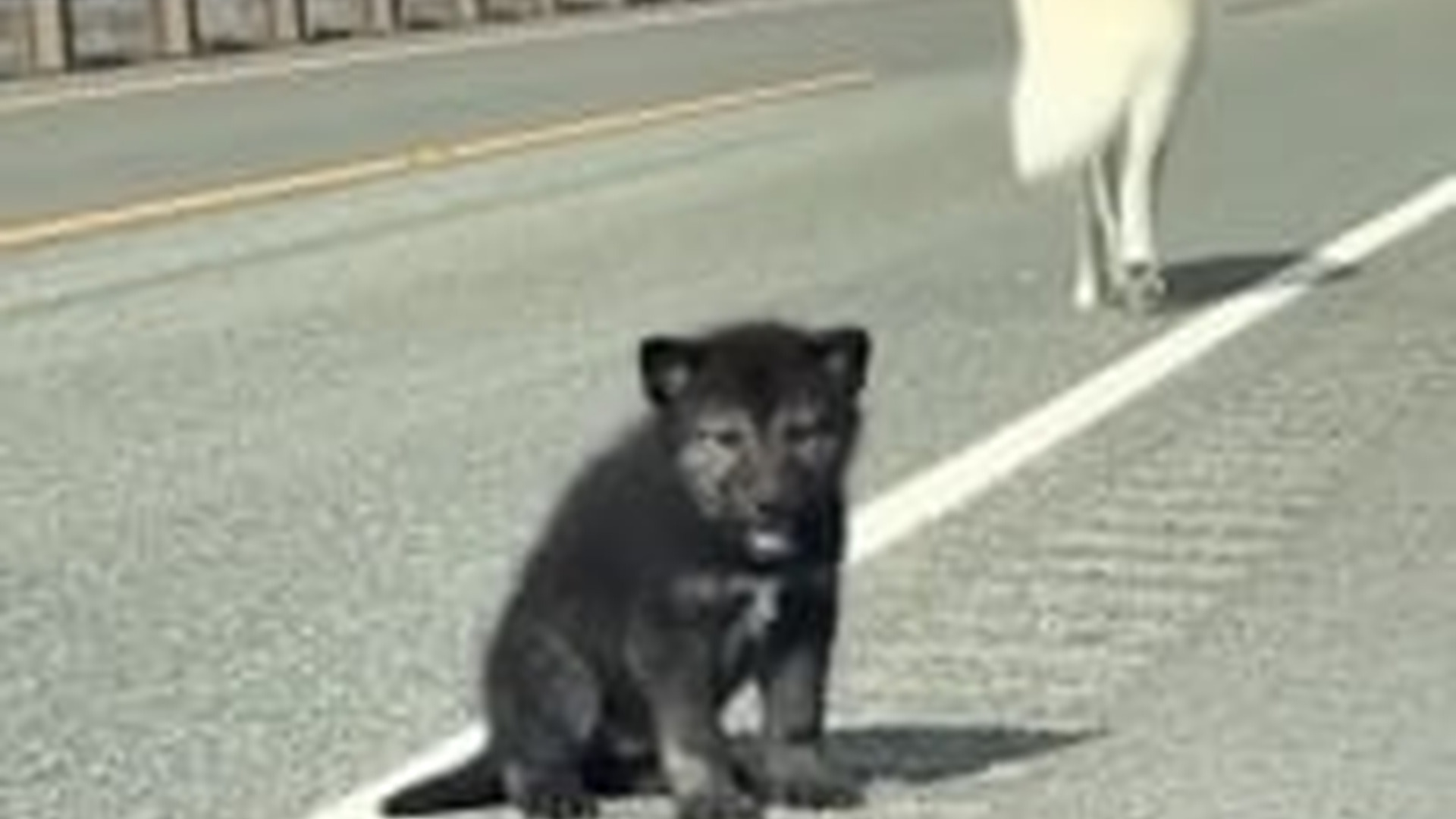 T1104025_He found home friend! #animals