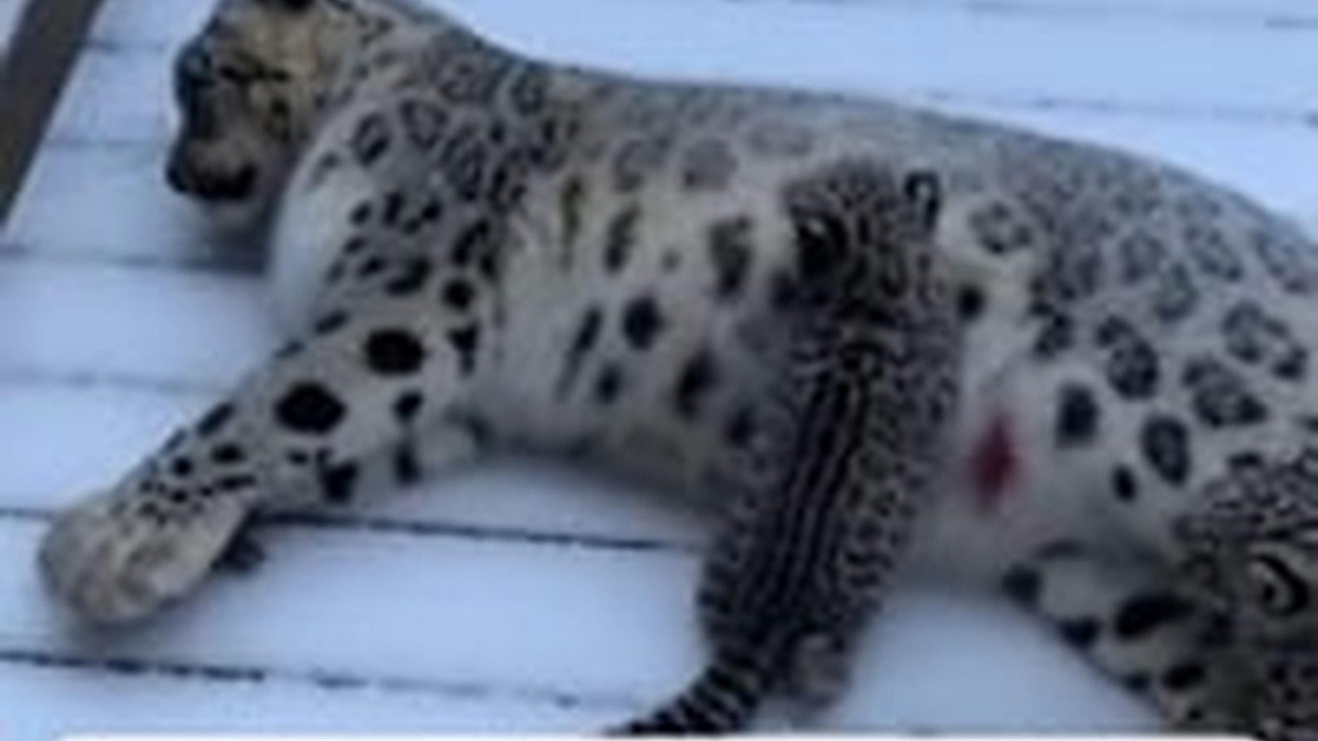 T1104030_Cubs Begged Him To Save Their Mom #animallover #wholesome #rescu...