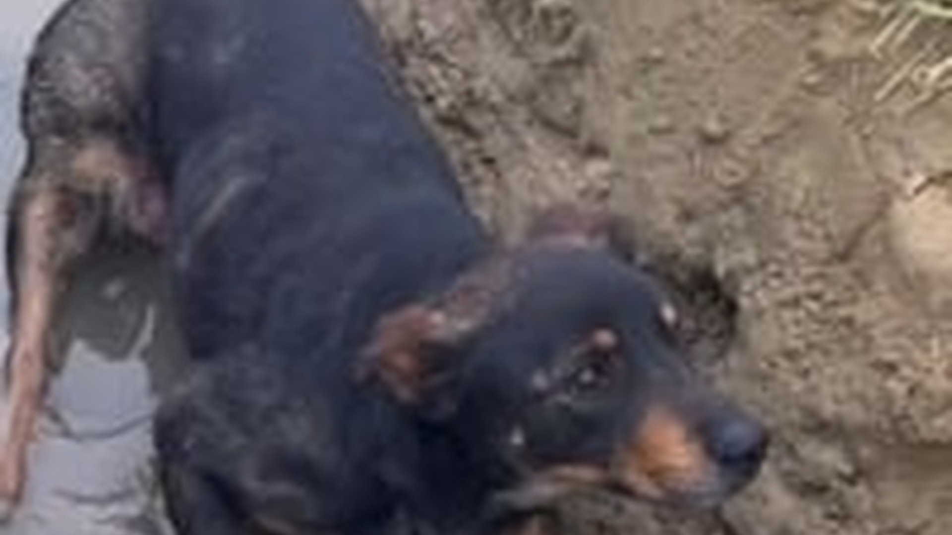 T1104031_Do you remember Kevin rescue story Be sure to watch #for...