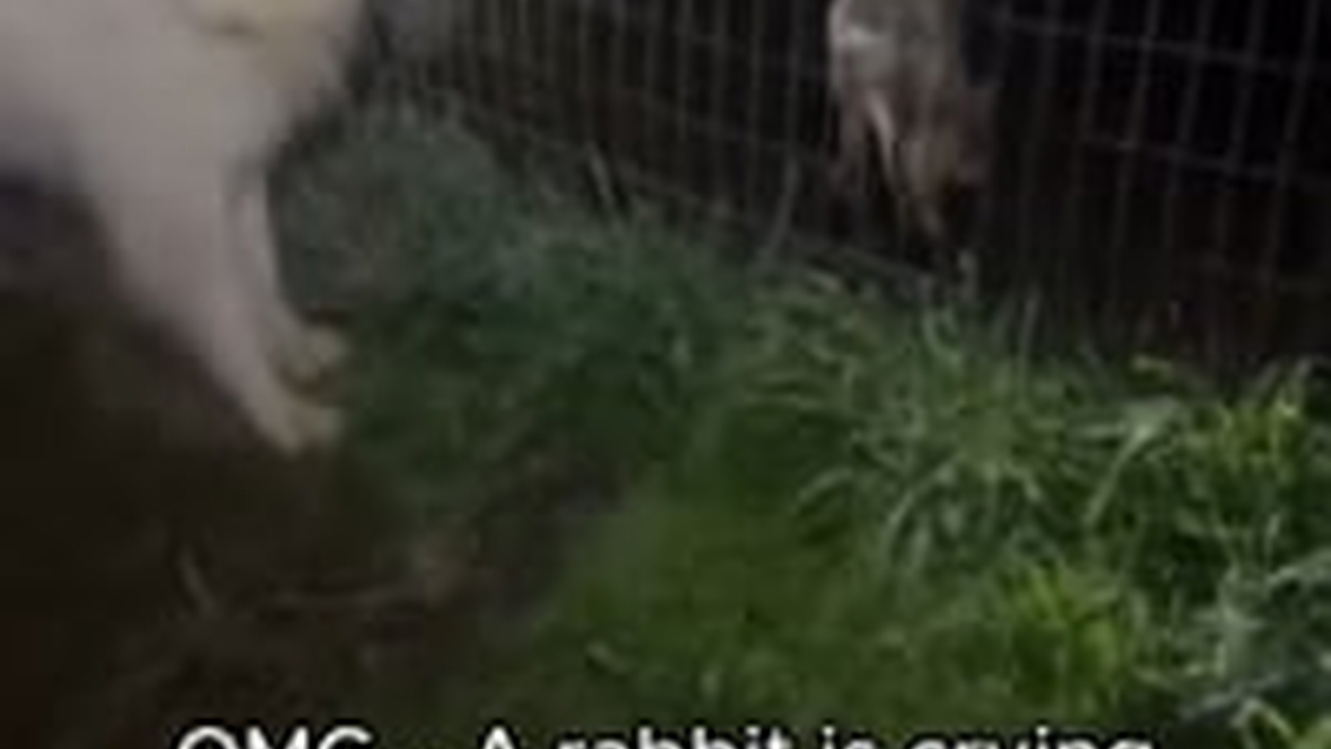 T1104036_Rescue rabbit #animal #rescue #rescueanimals #animalsoftiktok #fyp