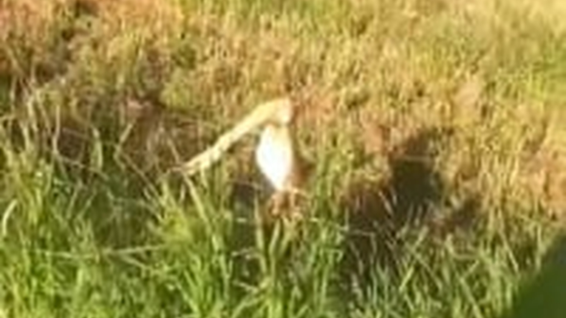 T1104038_Rescue baby deer #animal #rescue #rescueanimals #animalsoftiktok #f...