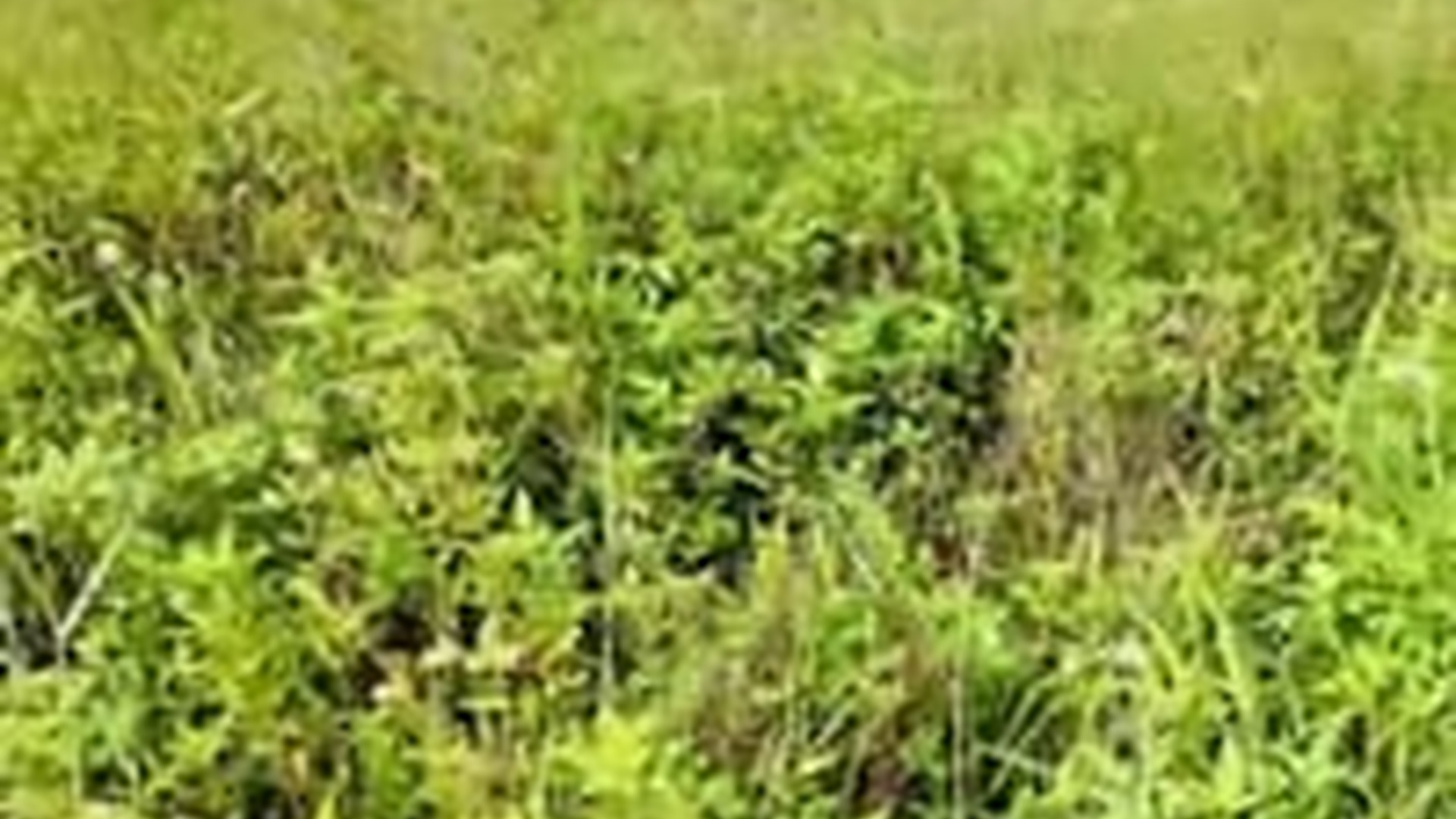 T1104039_Rescue dog #rescuedog #rescue #animal #animlasoftiktok