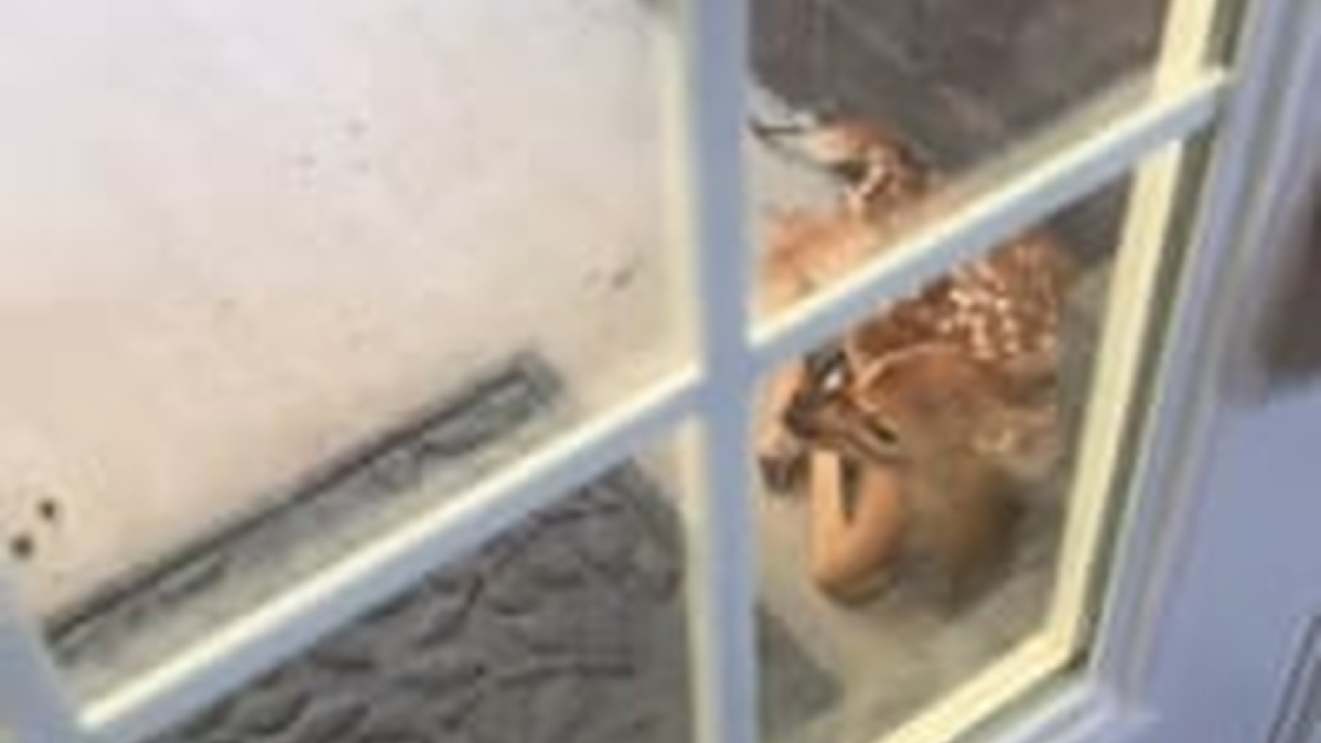 T1304001_woman revived sick baby deer adopted it #animal #animalsof...