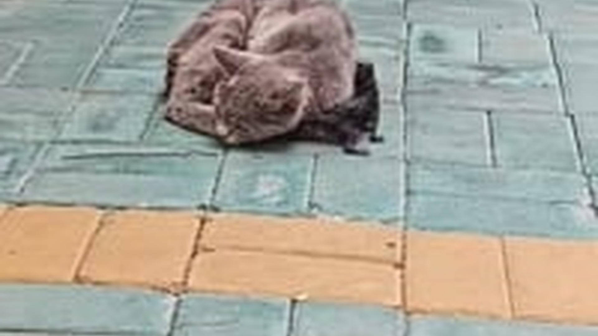 T1304003_#cat #catvideo #cats #catsoftiktok