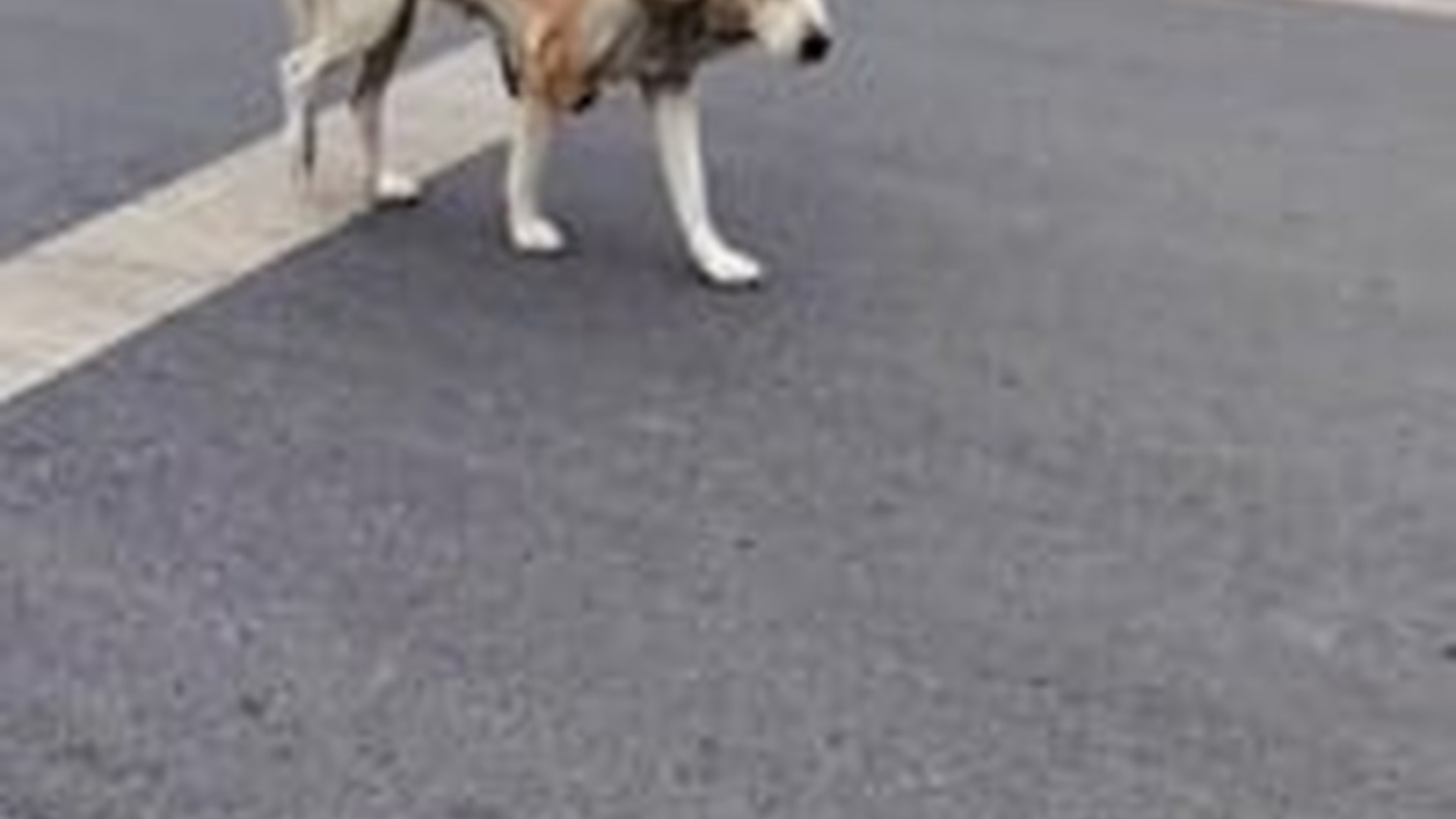 T1304008_Would you help him #fyp #fypシ #dog #pet #straydog #puppy