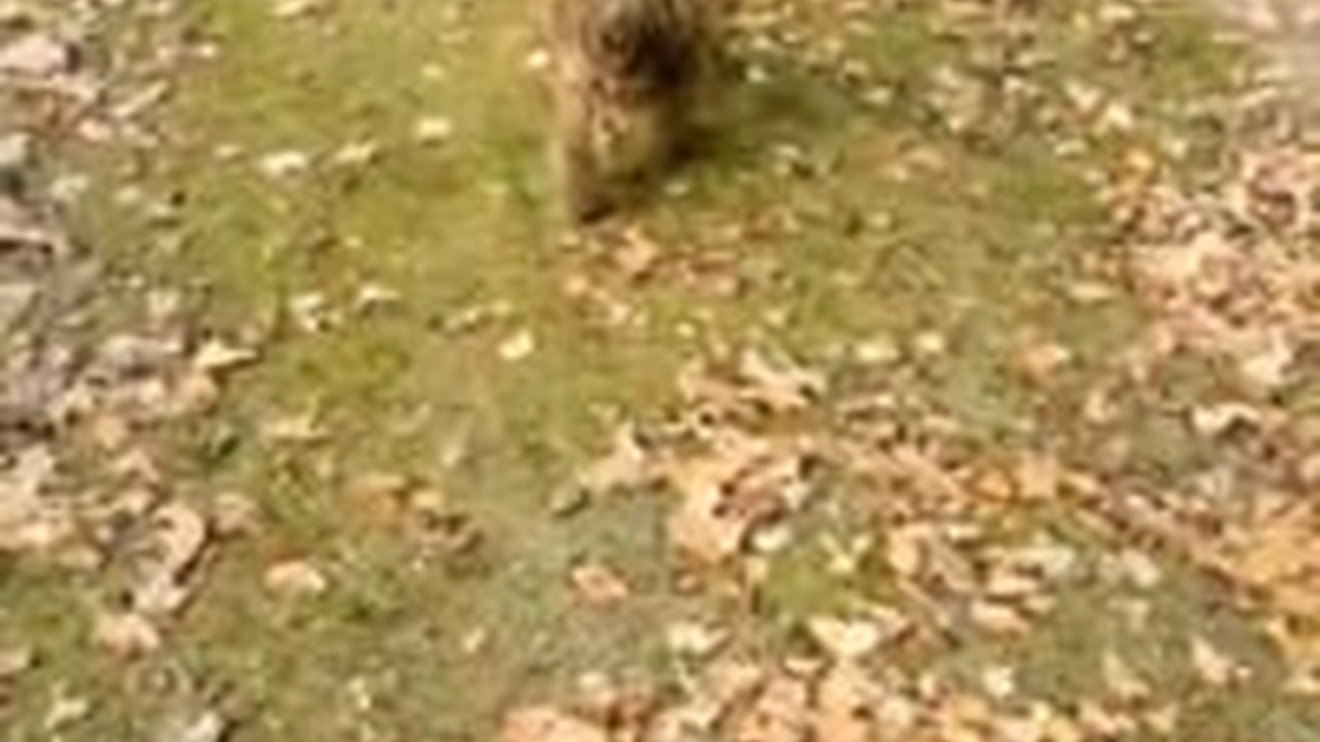 T1304010_Would help him #fyp #fypシ #dog #straydog #puppy #pet