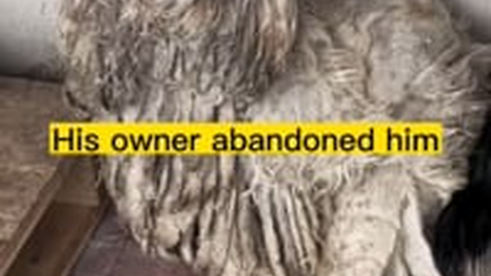 T1304012_Would you help him #puppy #dog #lovefordogs #pet #fyp #fypシ #abandone... (1)