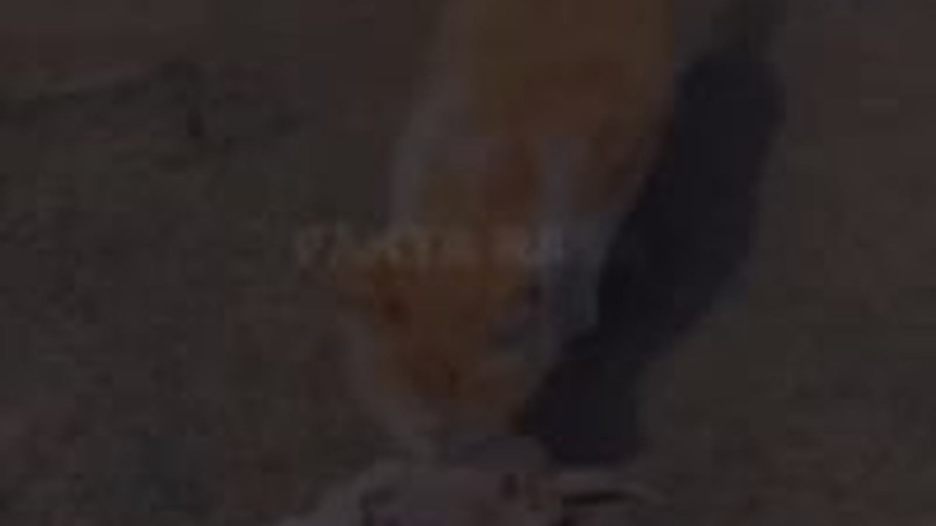 T1304015_anak kucing dan Induknya