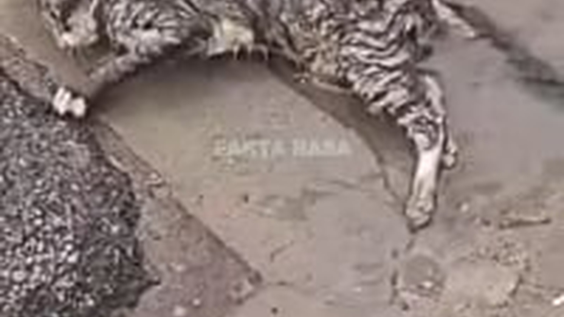 T1304020_di tolong dan diselamatkan #sadcat #catstory