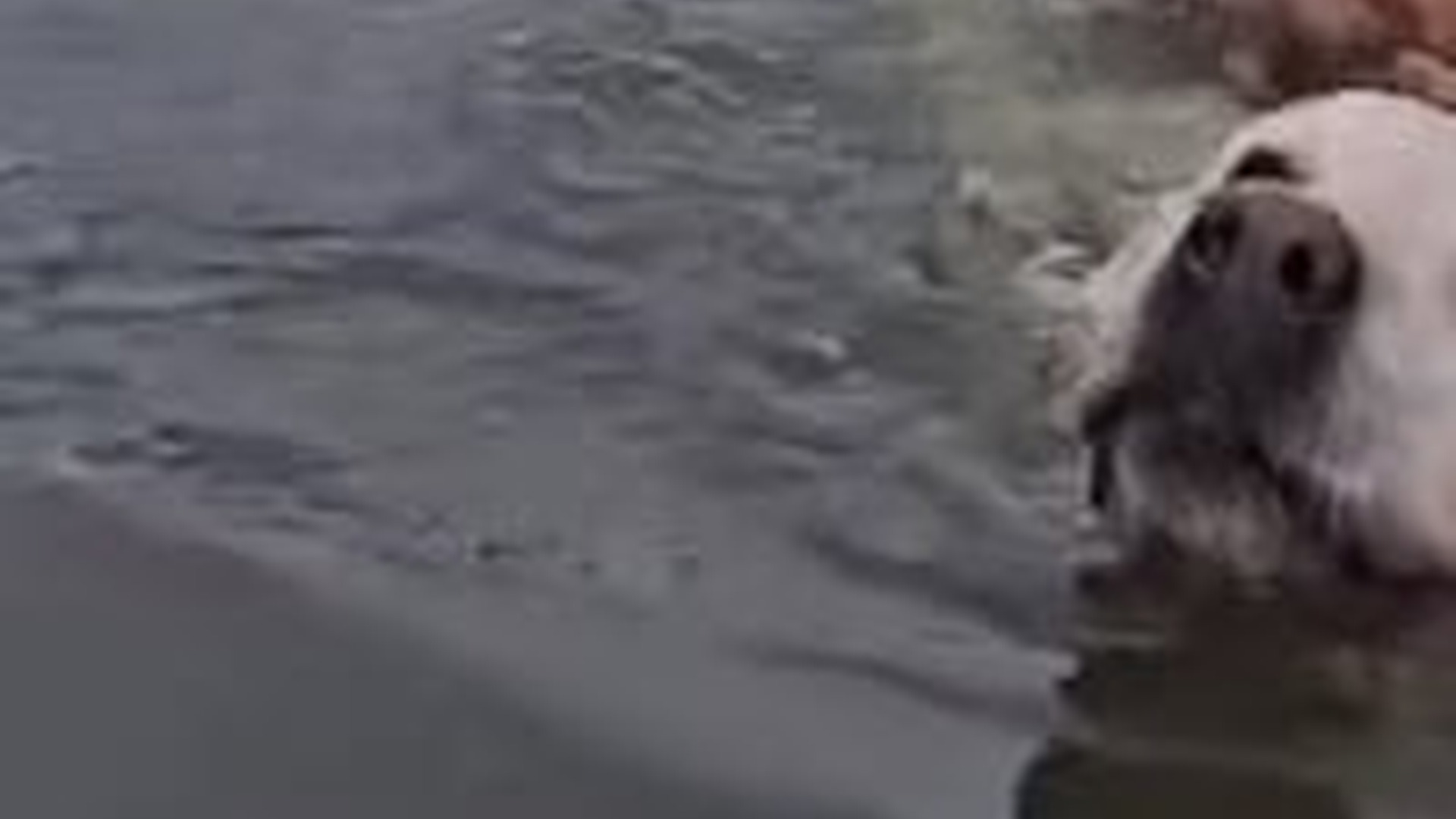 T1304022_big dog risked his life to jump into water to save little...