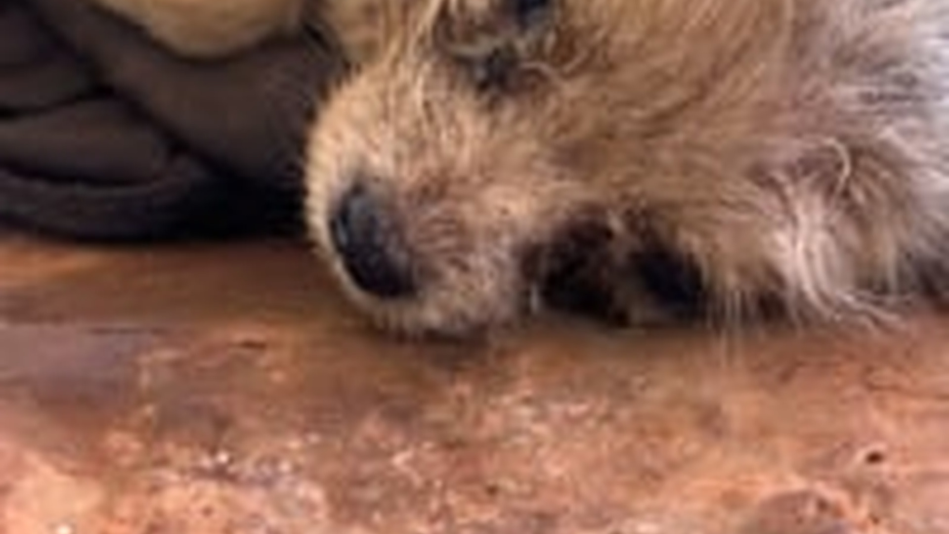 T1304023_poor little dog#dogvideos #doglover #dog #poordog