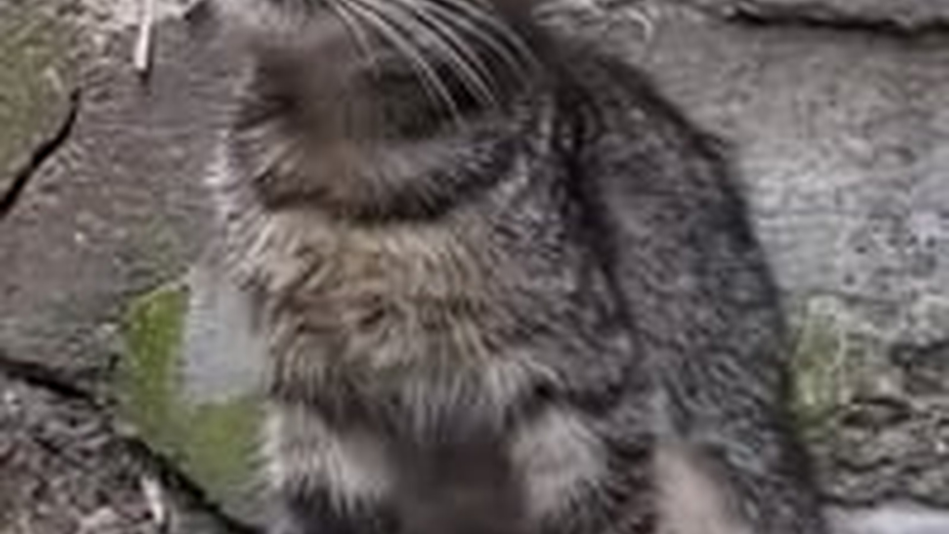 T1304026_#cat #catvideo #cats #catsoftiktok #catcute (2)
