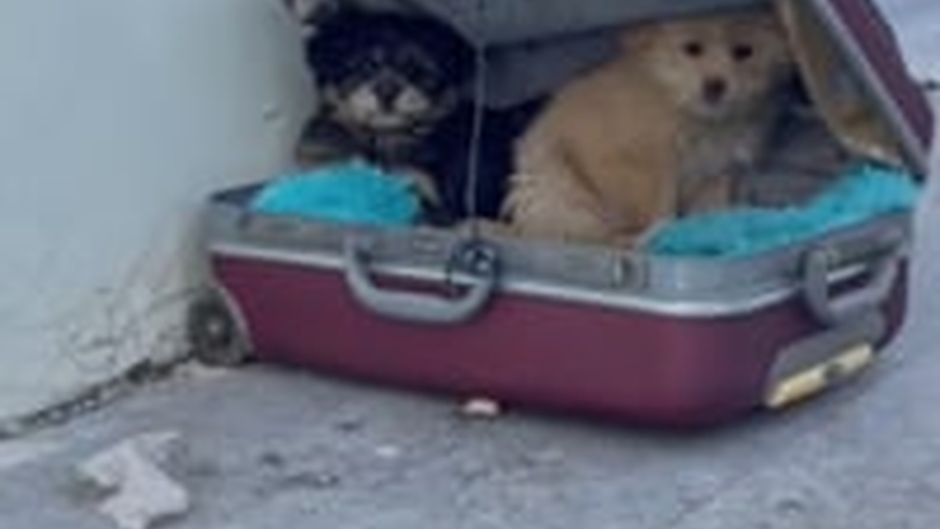 T1304030_Would you keep me #puppy #pet #dog #abandoneddog #lovefordog #fyp #fypシ