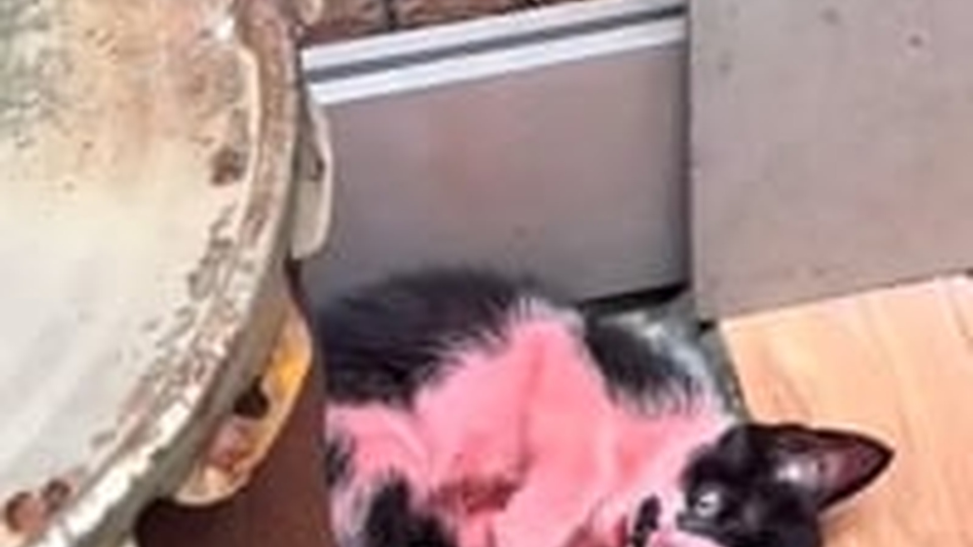T1304035_#cat #catsoftiktok #catvideo (4)