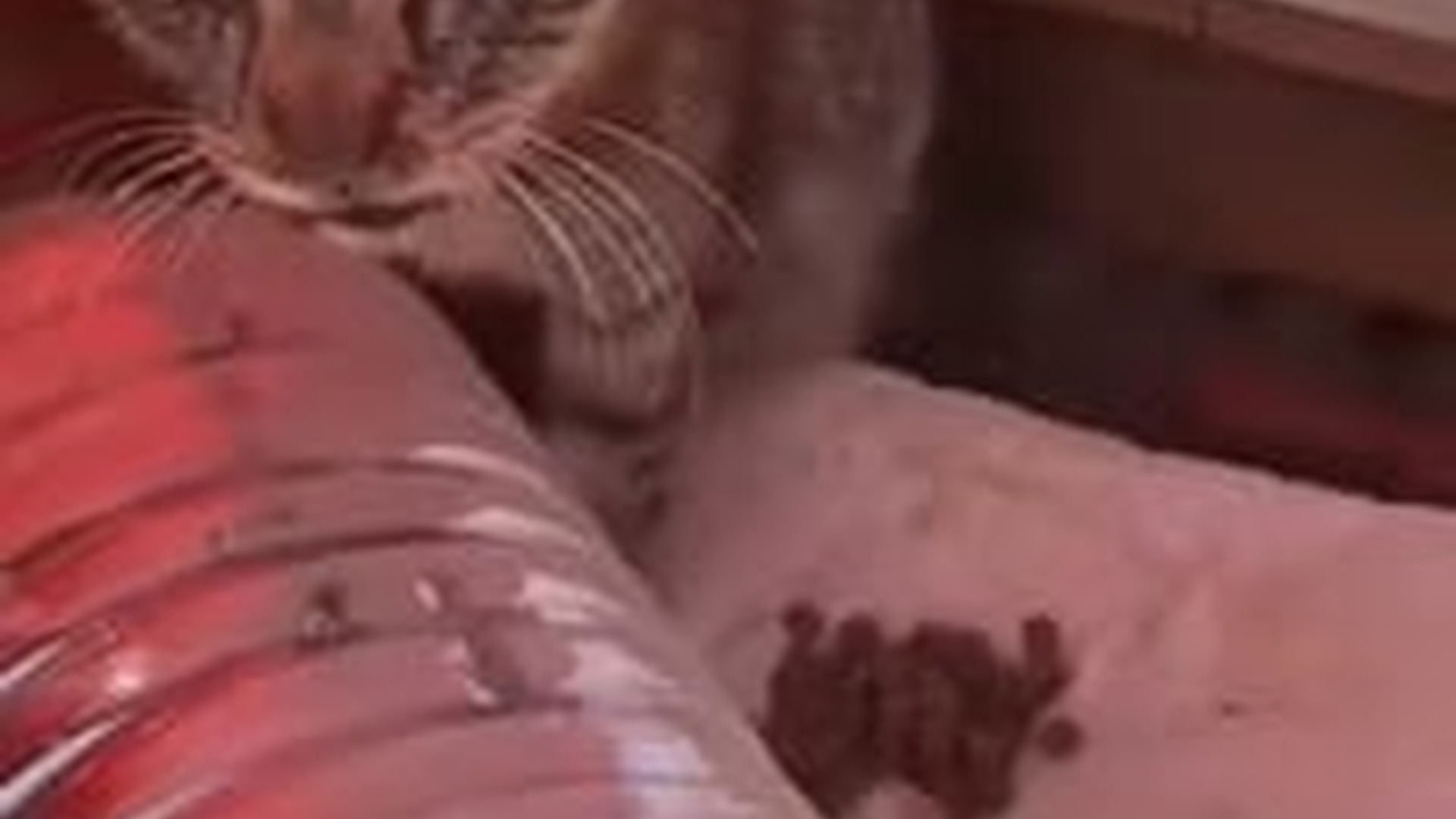 T1804018_Every suffering cat deserves chance to feel love safety. #catre...