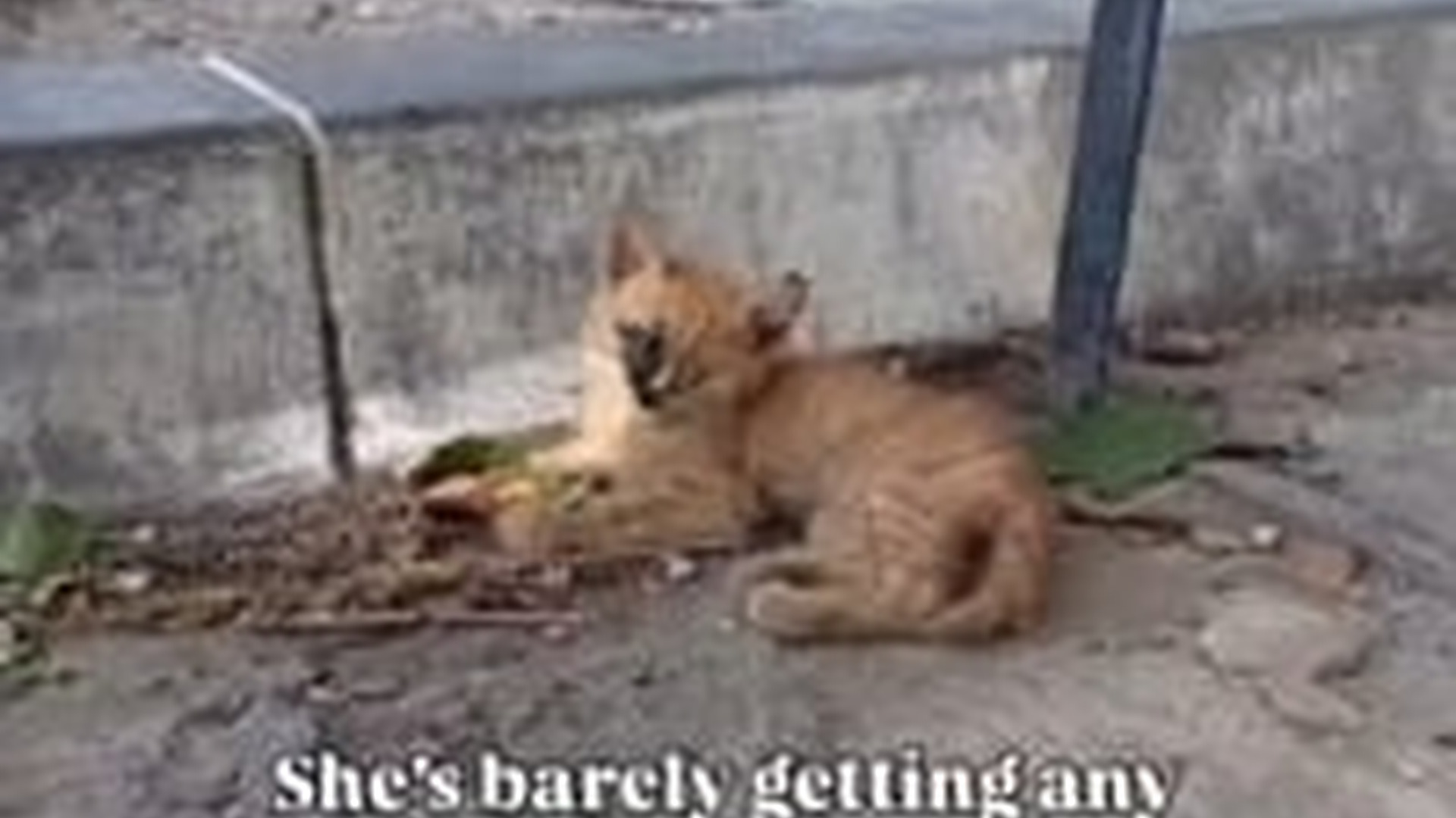 T1804019_Hungry, sick, forgotten these cats need us. Please support us be...