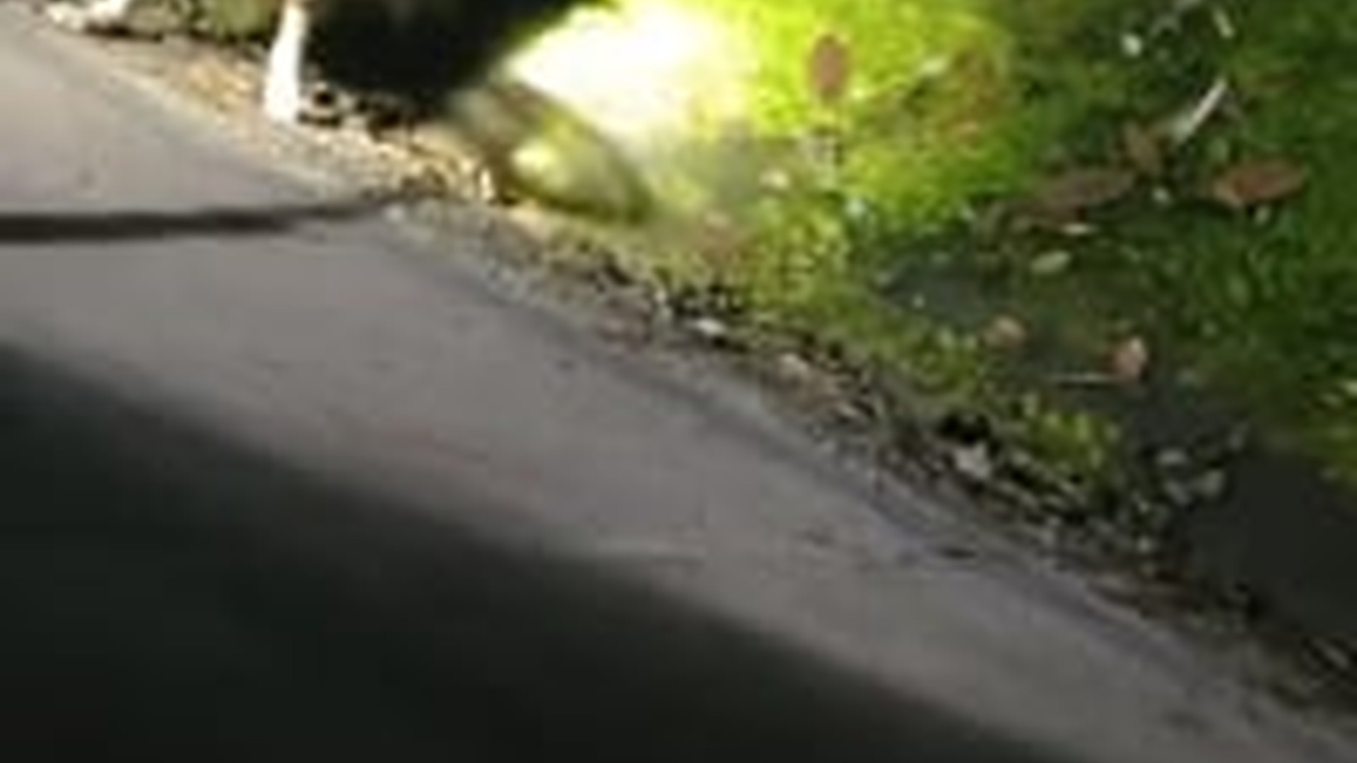 T1804022_#dog #trending #xuhuong #fyp #pet