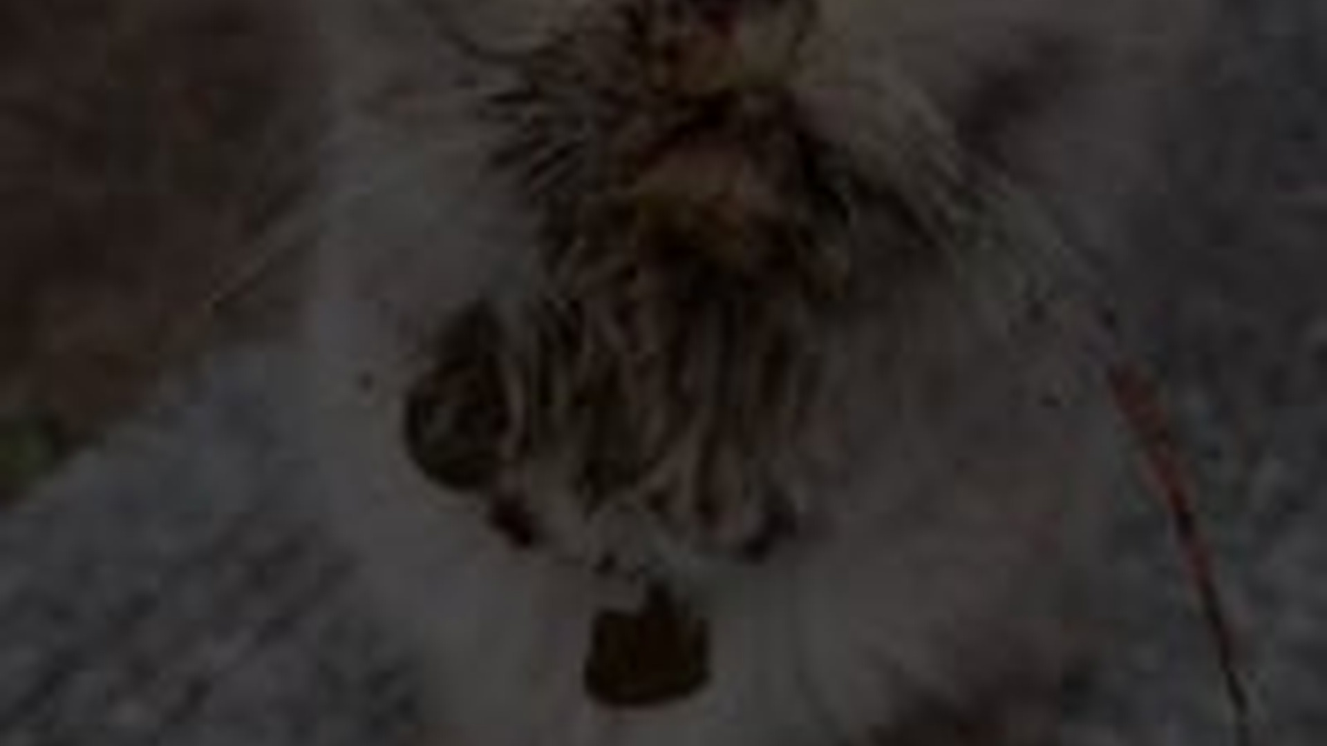 T1804023_came across poor cat on street, brought him home to treat a...