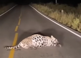 T0704023,One short video. One life saved. 🐾🔥 #RescueStory #Viral #AnimalMoment