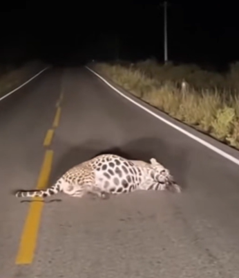 T0704023,One short video. One life saved. 🐾🔥 #RescueStory #Viral #AnimalMoment